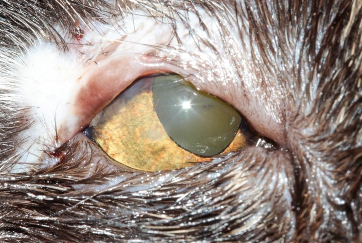 Abbildung 2. Die Katze aus Abbildung 1 nach chirurgischer Korrektur durch Transposition der Lippenkommissur zum Augenlid. Der chirurgische Eingriff hat die Trichiasis korrigiert und einen funktionellen Lidrand wiederhergestellt. © Ben Blacklock