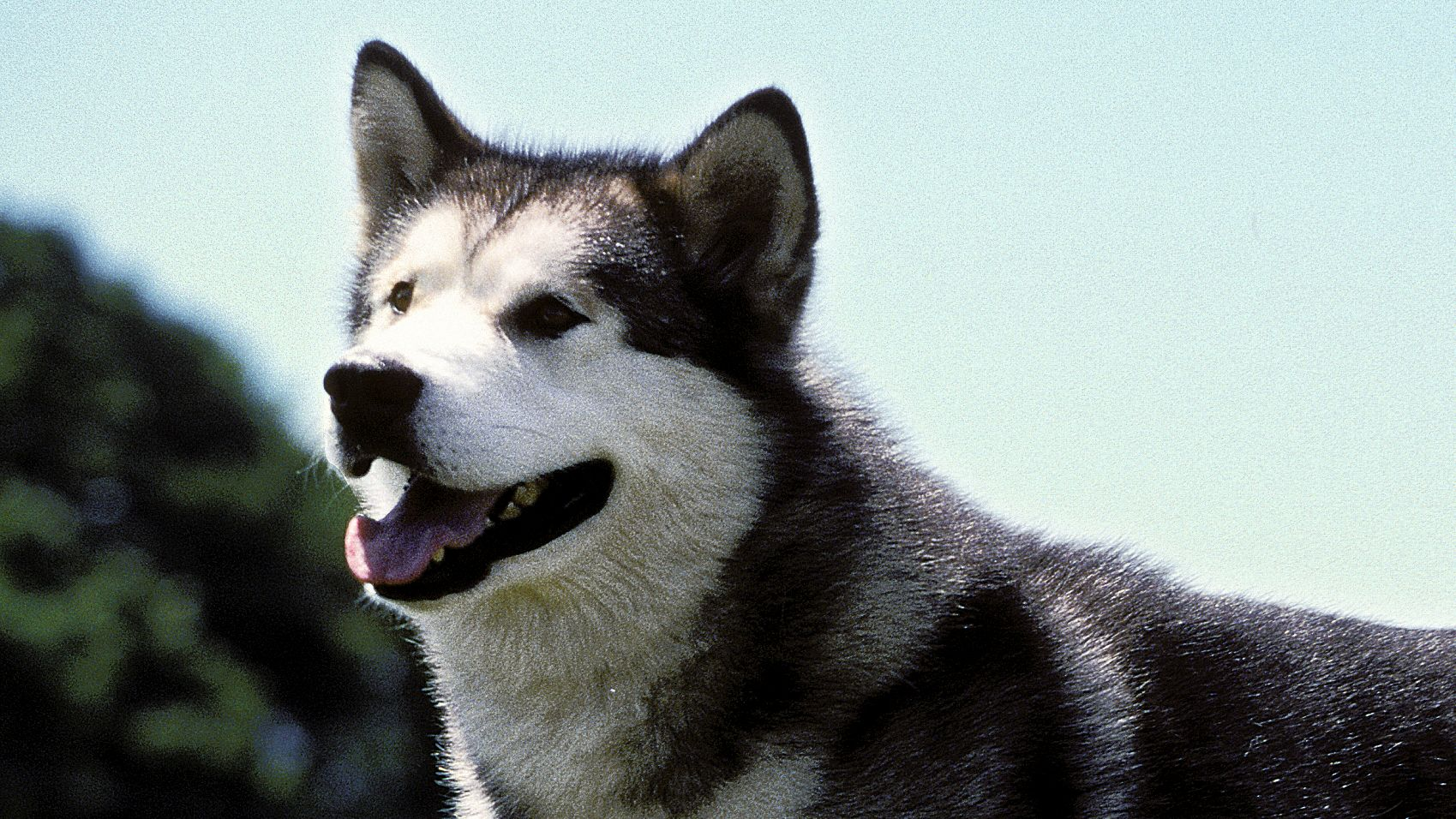 Alaskan Malamute standing facing the left in a field