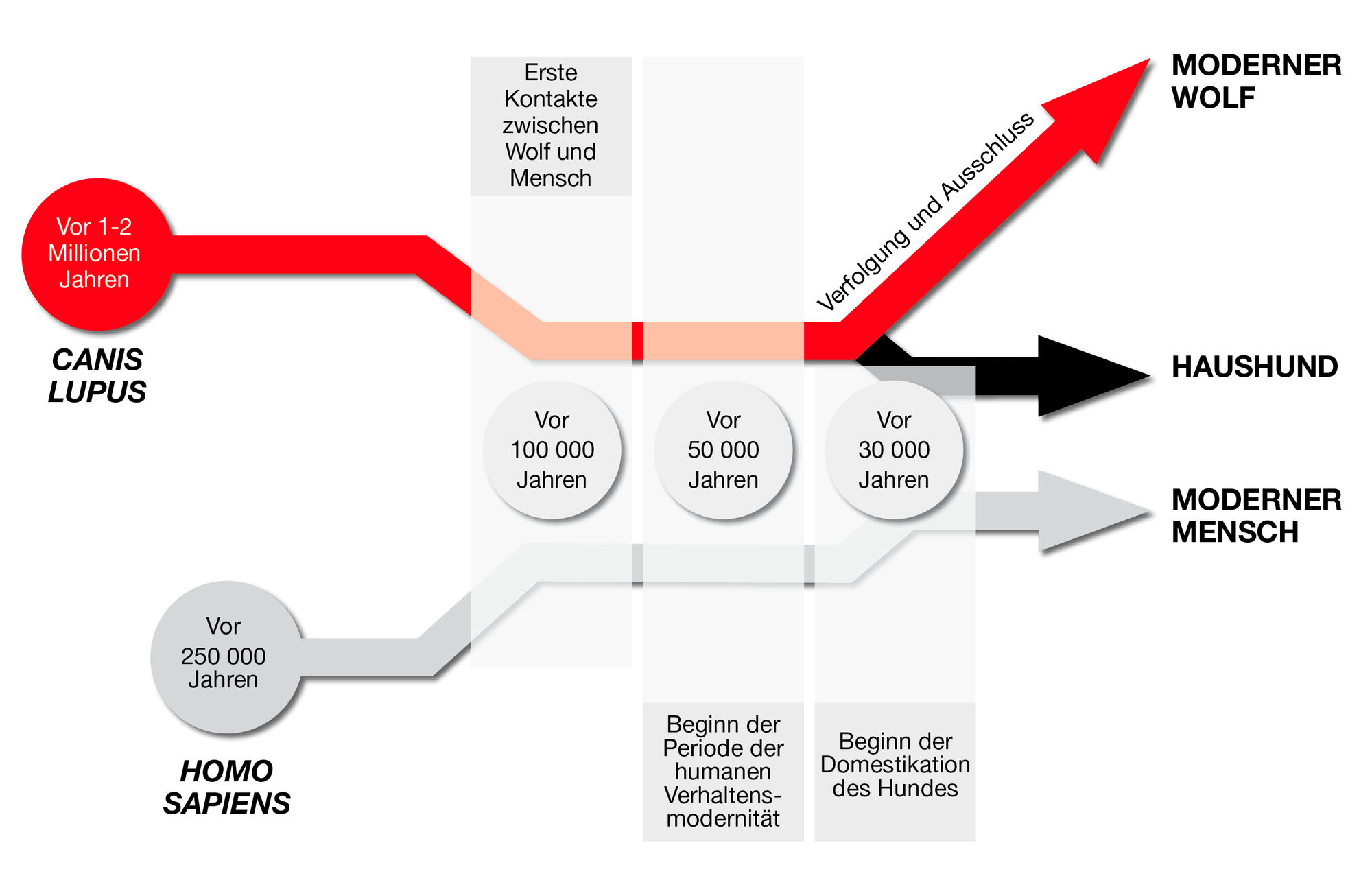 Abbildung 1. Kurze Zusammenfassung der Entwicklung der Beziehung zwischen Mensch und Haushund.