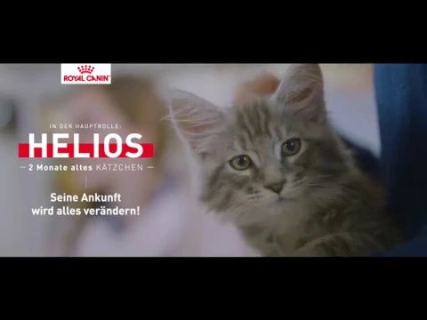 preparing-your-home-for-your-new-kitten-austria