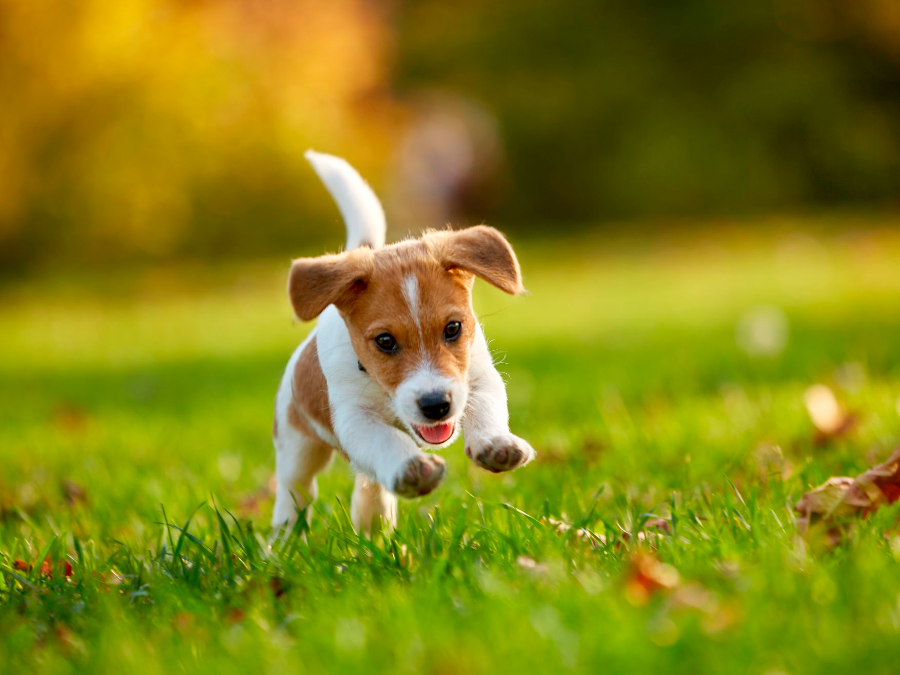Raza de perro Jack Russell Terrier, jugando en un parque en otoño