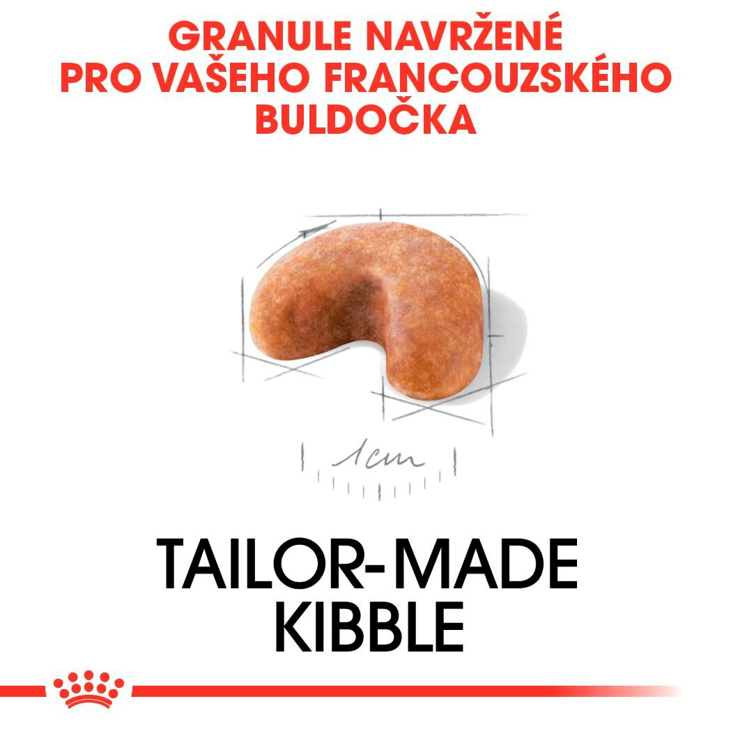 FRENCH BULLDOG Puppy