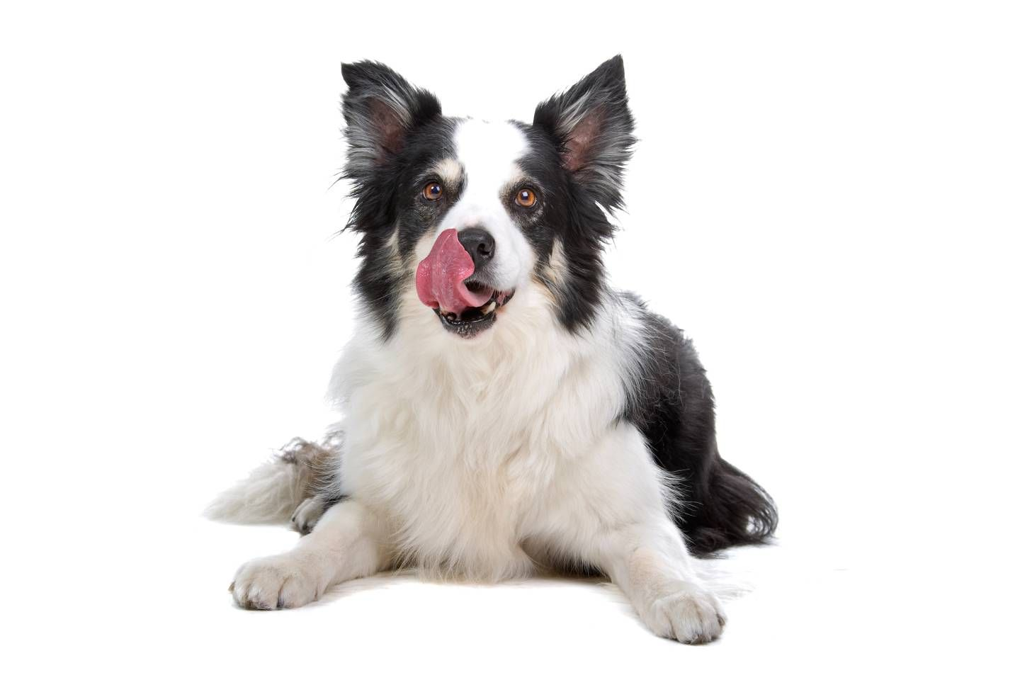 dog digestive system