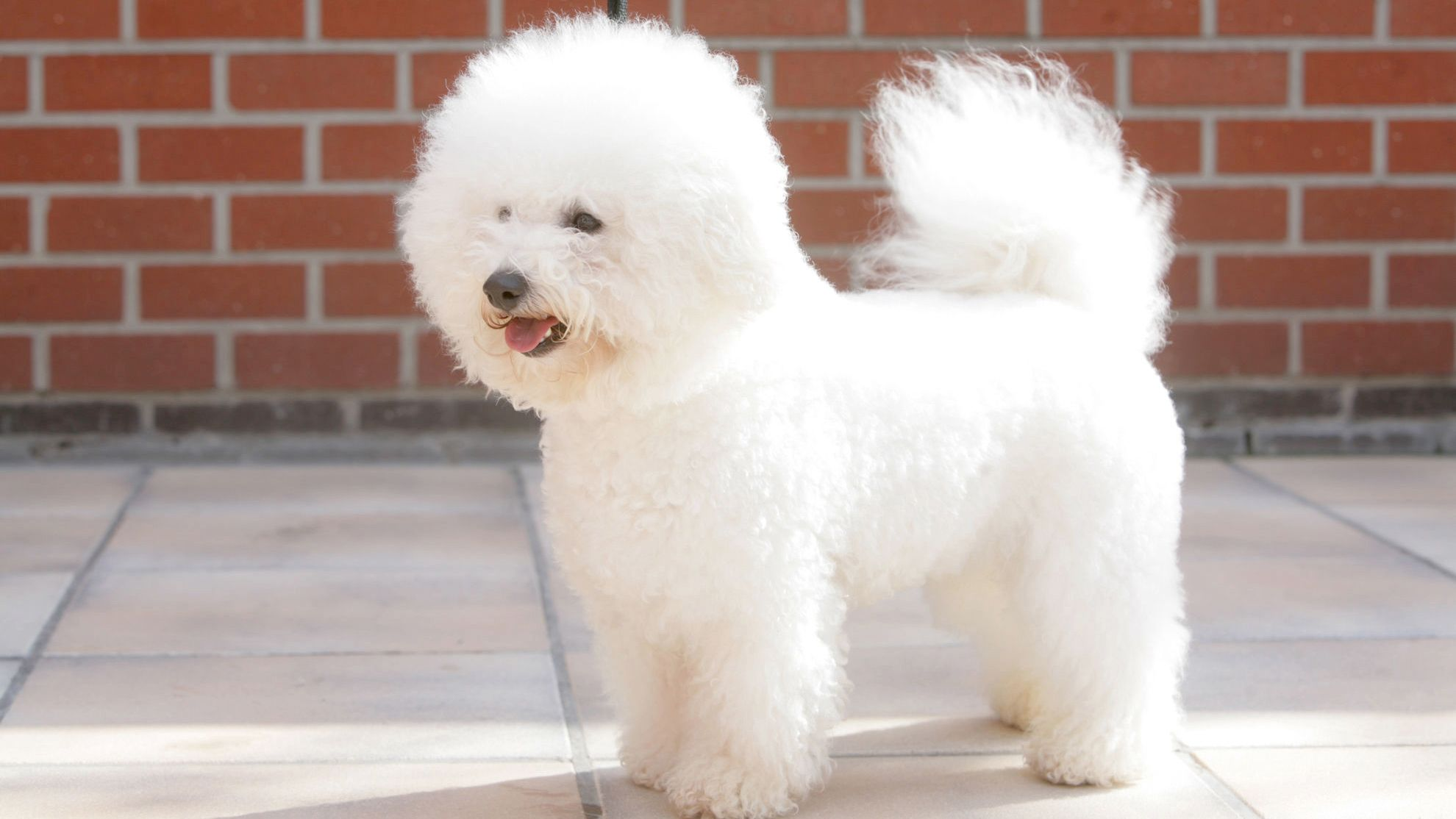 Een Bichon Frise staat op een betegeld terras