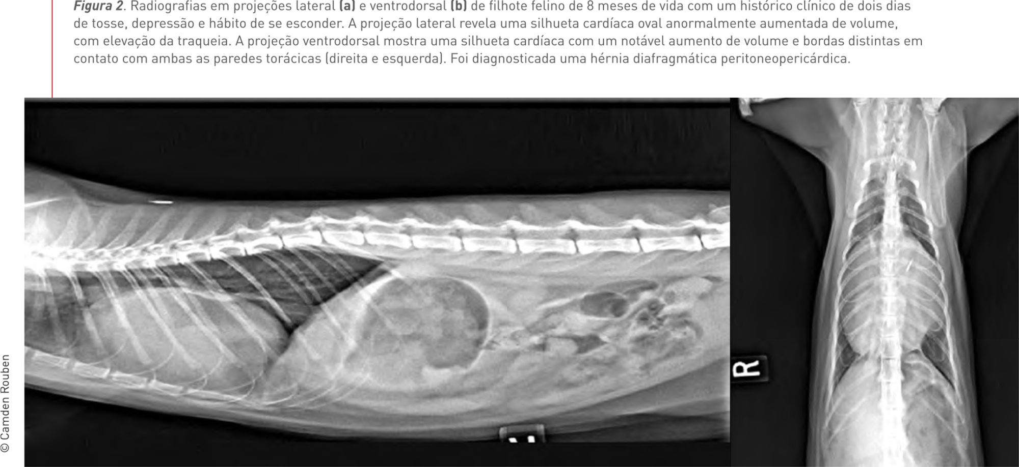 Figura 2. Radiografias em projeções lateral (a) e ventrodorsal (b) de filhote felino