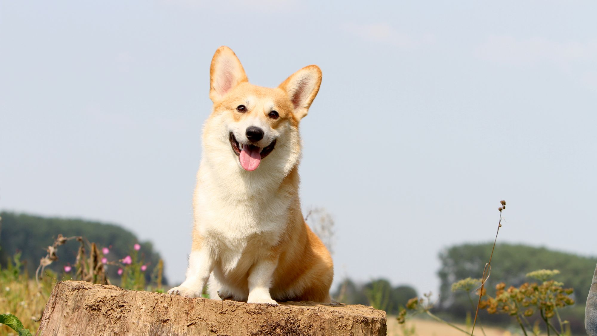 Welsh Corgi Pembroke sitting on tree stump with tongue out