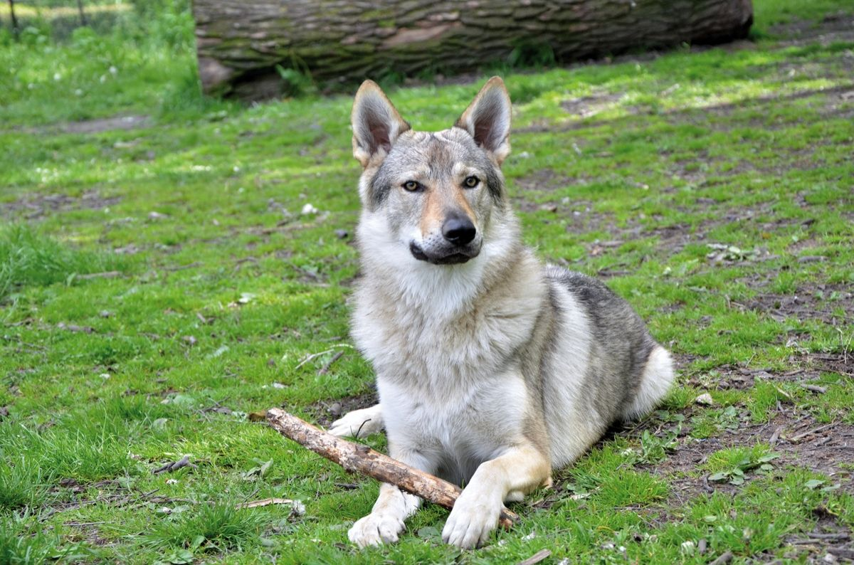 Figure 7. The same defect in starch digestion appears to exist in several other breeds, such as the Czechoslovakian Wolfdog. © Shutterstock