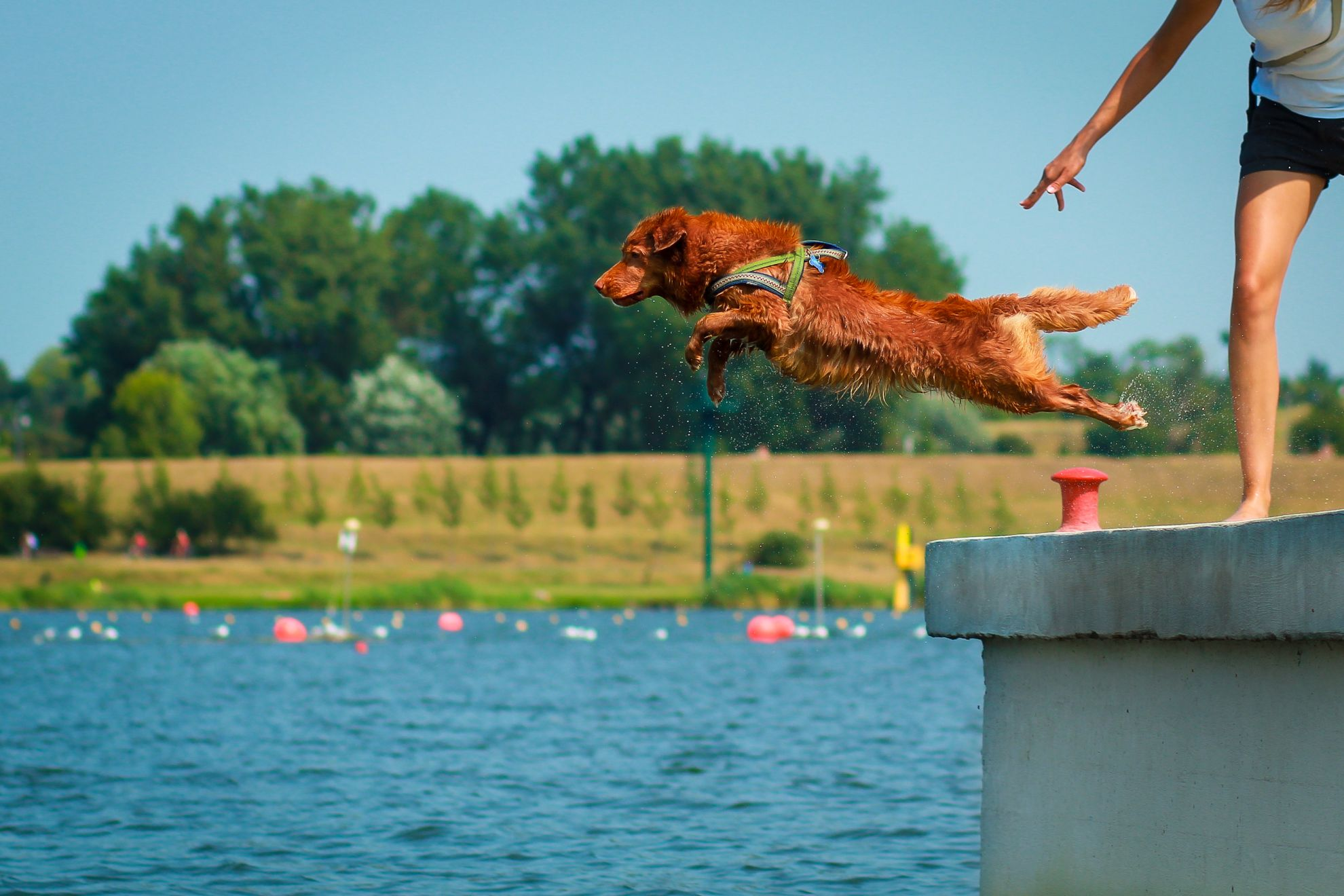 Dog dock outlet diving equipment