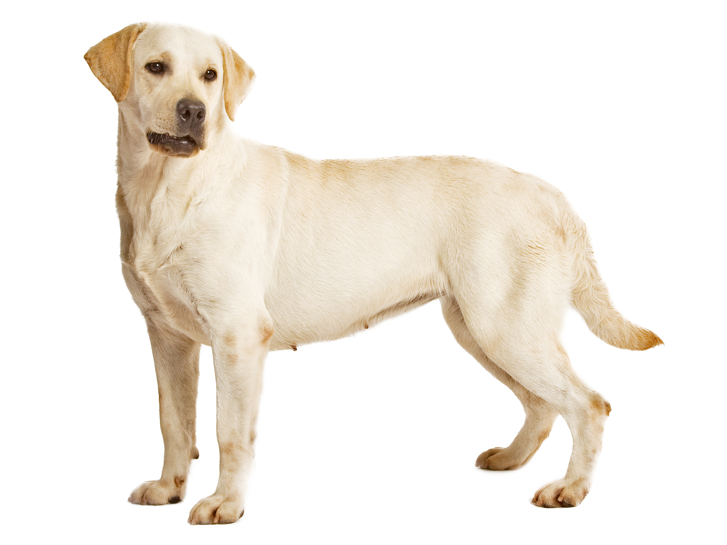 Labrador Retriever adult black and white