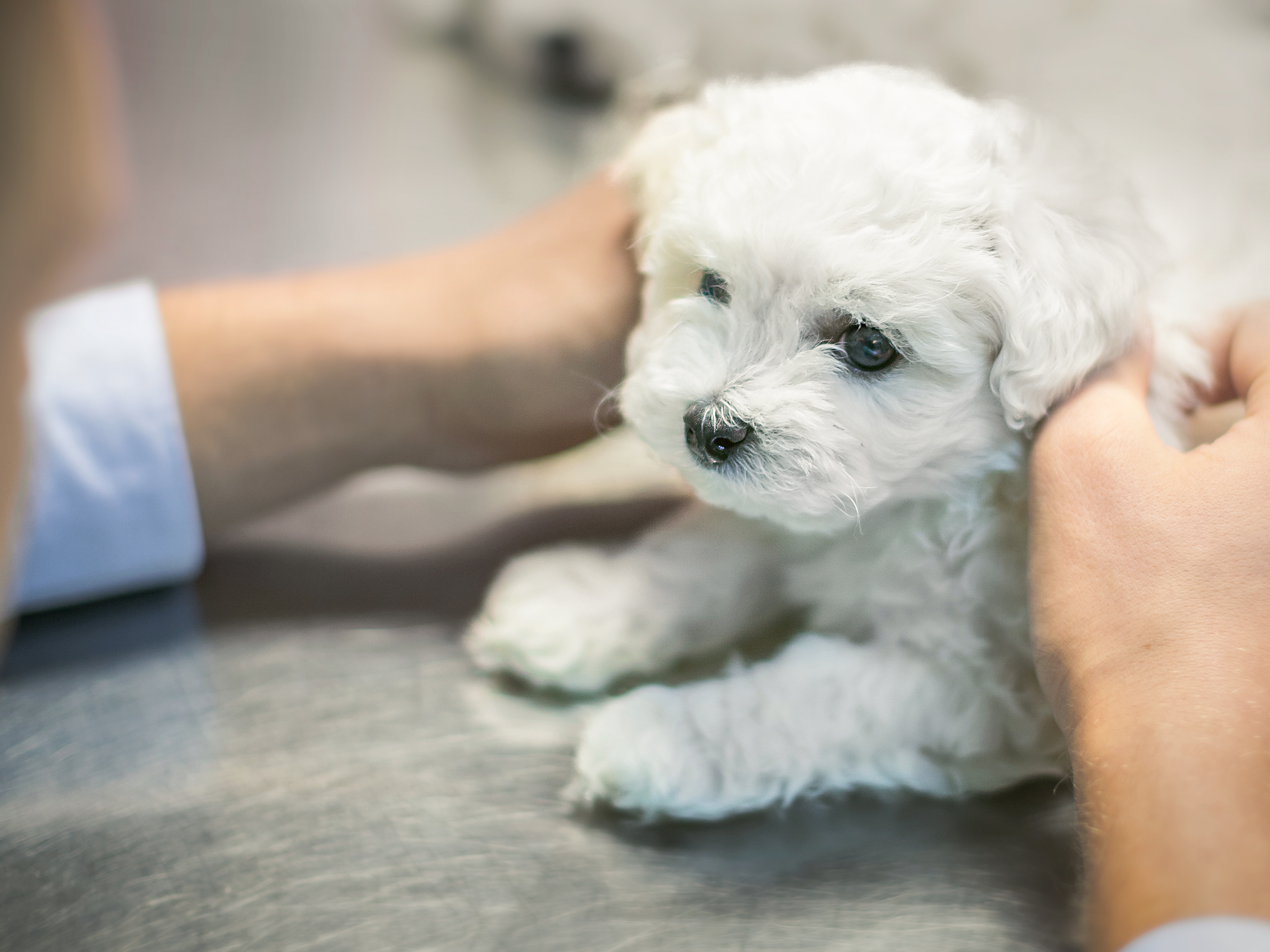 Bichon Frise puppy sitting on a table being examined by a vet