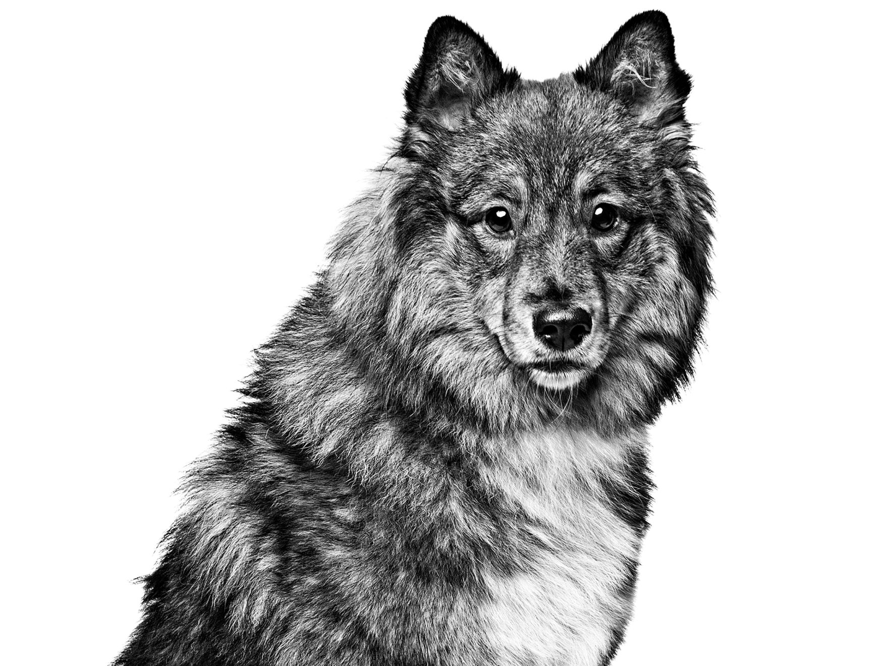 Eurasier adulto in bianco e nero