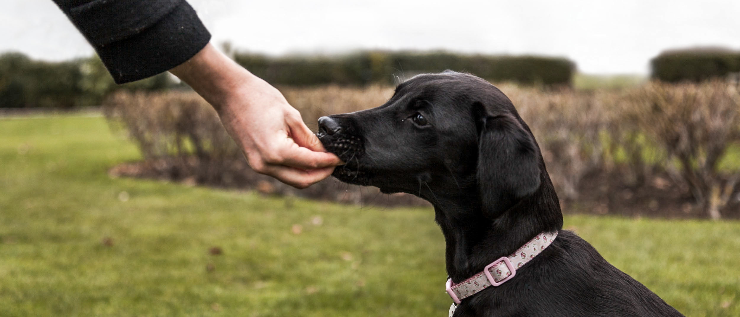 Puppy Labrador Retriever sitting outside and receiving a treat for the action .