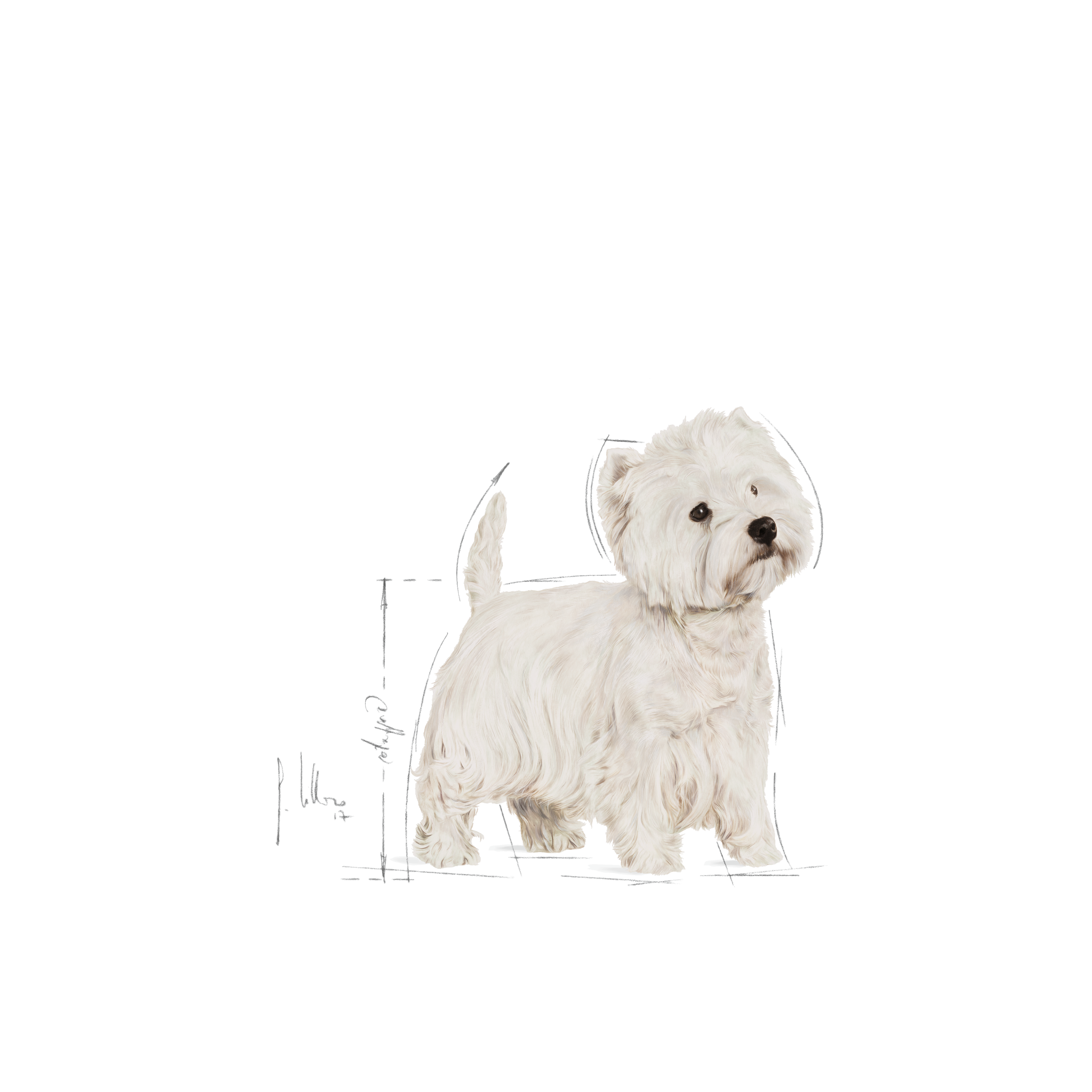 West Highland White Terrier Adulto