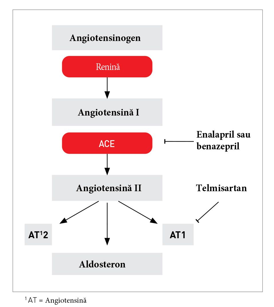 The renin-angiotensin-aldosterone system and the sites of action for the most commonly used inhibitors in cats.
