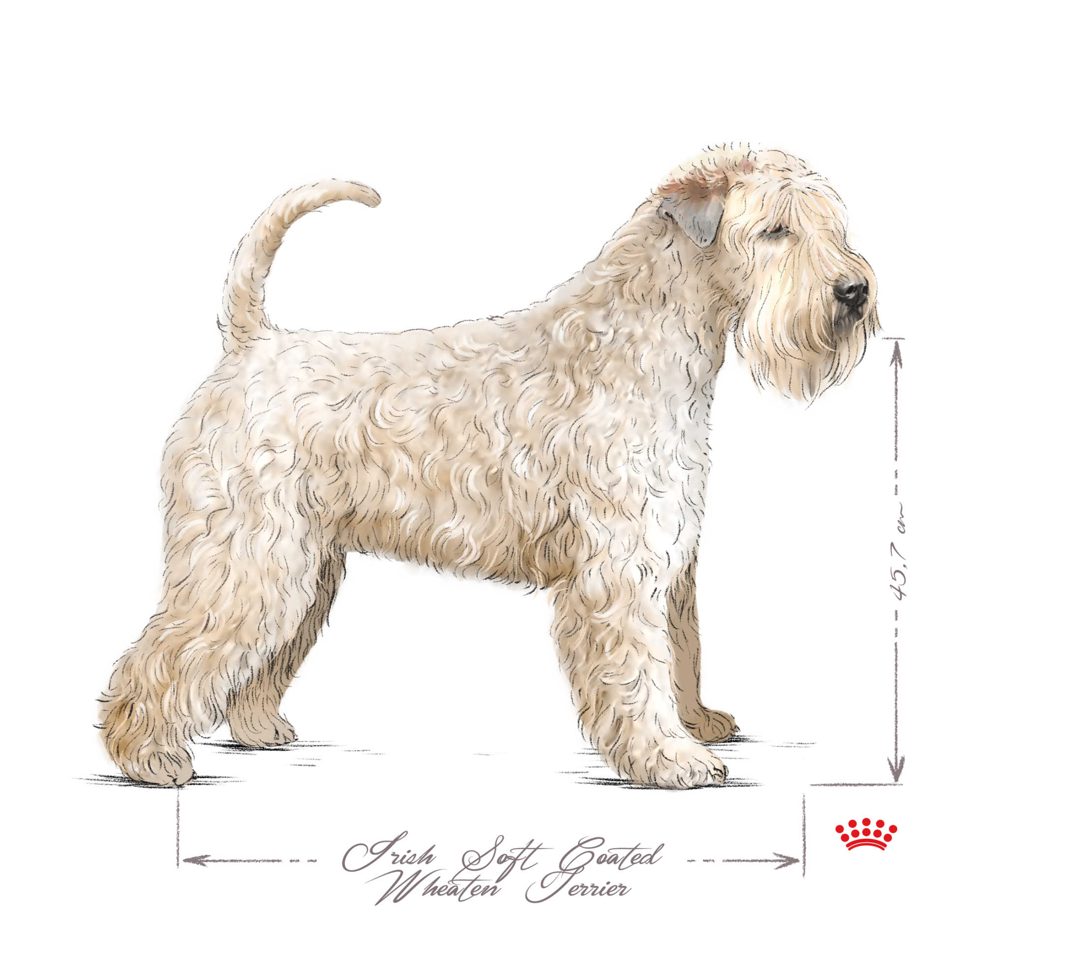 Irish Soft Coated Wheaten Terrier adult black and white