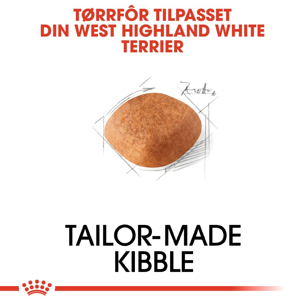 West Highland White Terrier Adult