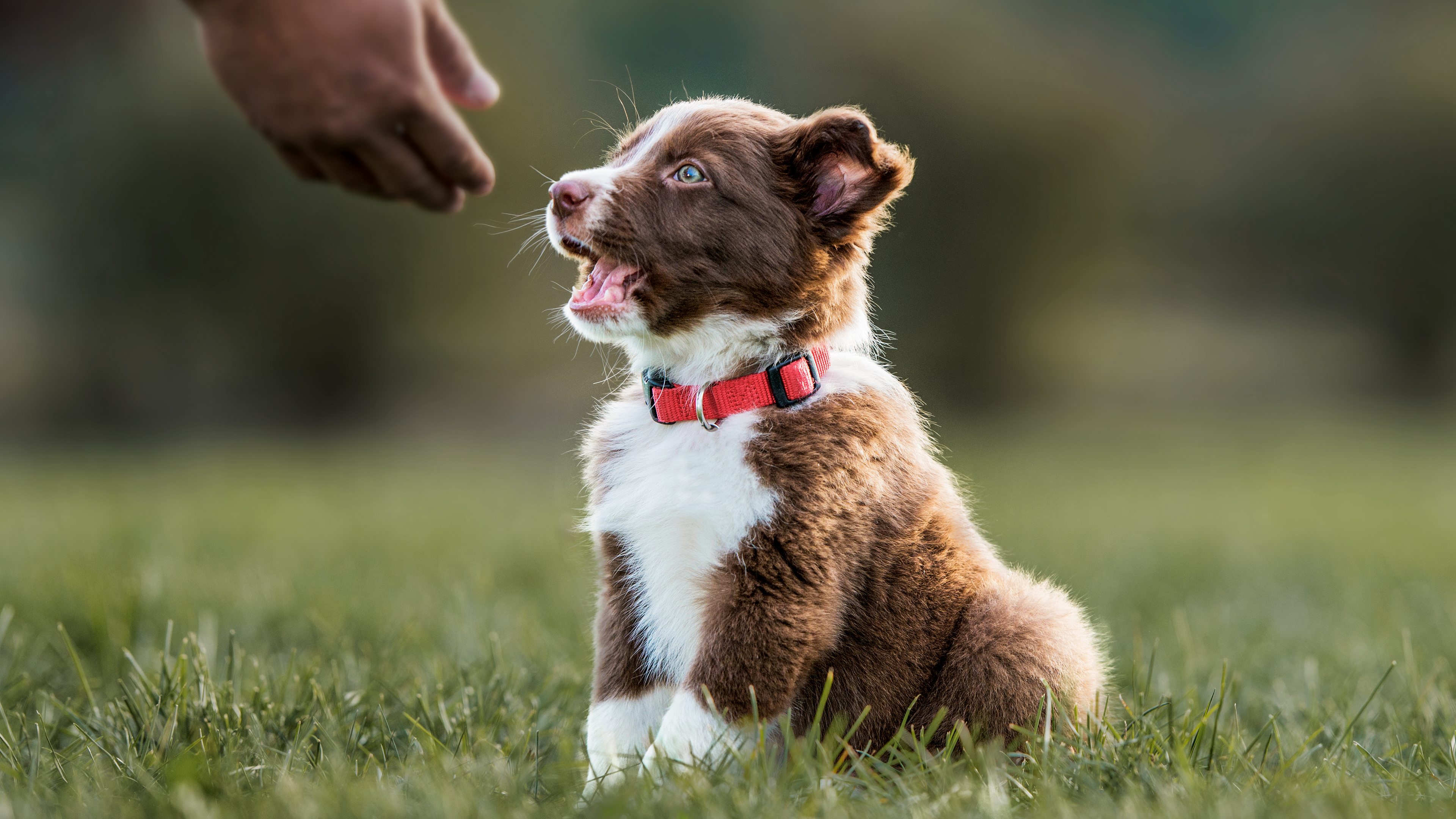 Border collie-valp som sitter utendørs i gresset