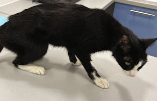 이 고양이는 EPI와 IBD로 진단되었다. 낮은 BCS(2/9)와 불량한 모질에도 불구하고 정상 식욕을 보이고 있었다.