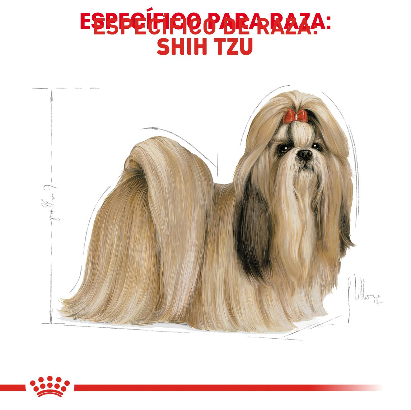 Shih Tzu Adulto