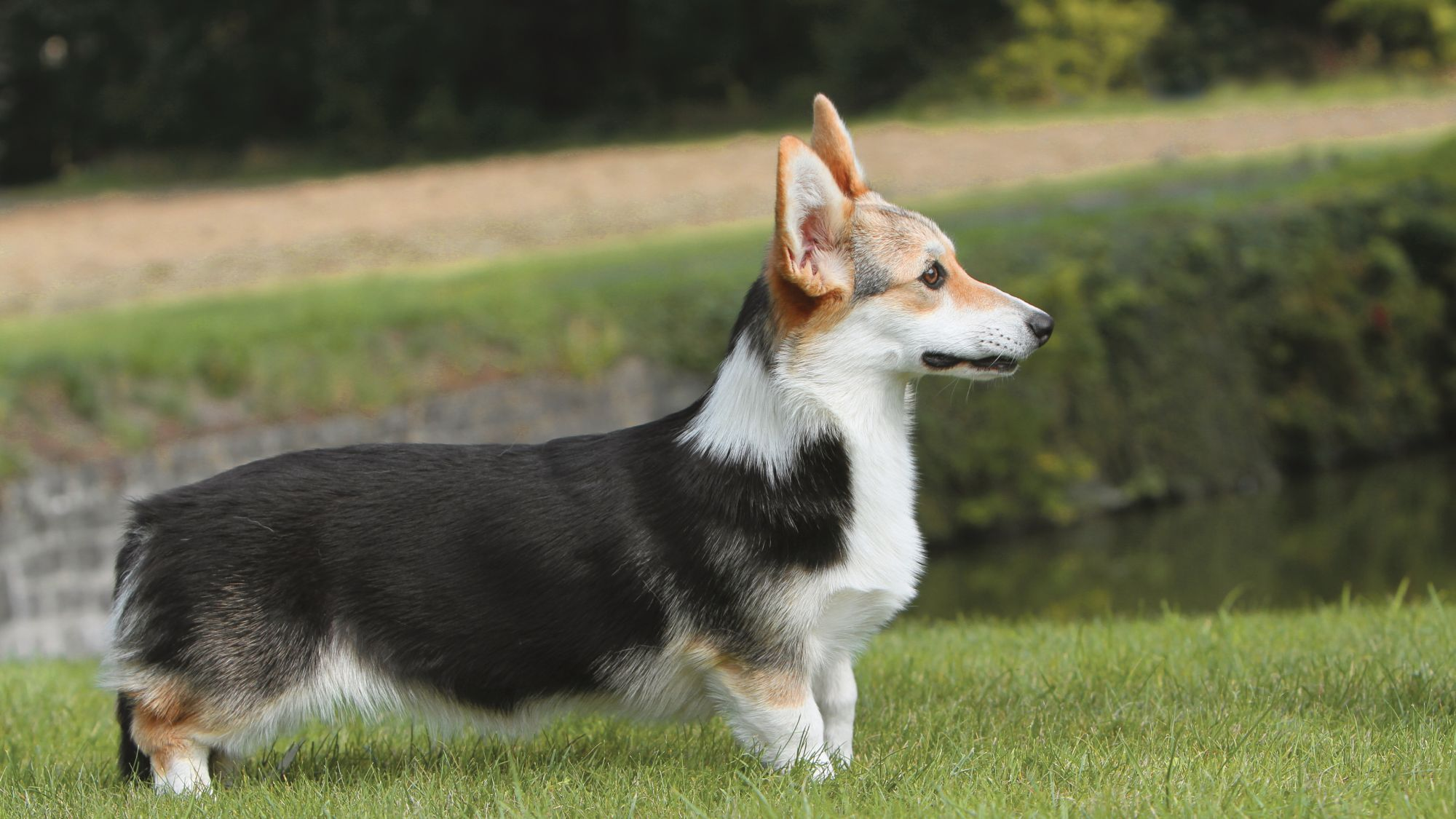 Welsh Corgi Pembroke standing by pond looking to the right