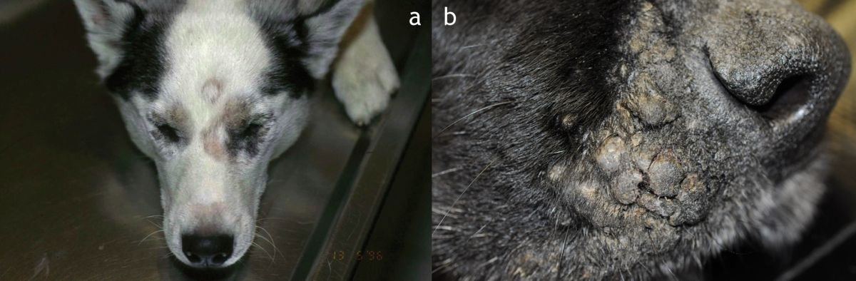 Figure 5. Zinc-responsive dermatitis is most commonly seen in Northern breeds of dog, with clinical signs that can include crusting and erythema of the periorbital area (a) and muzzle (b). © Dr. Pascal Prélaud