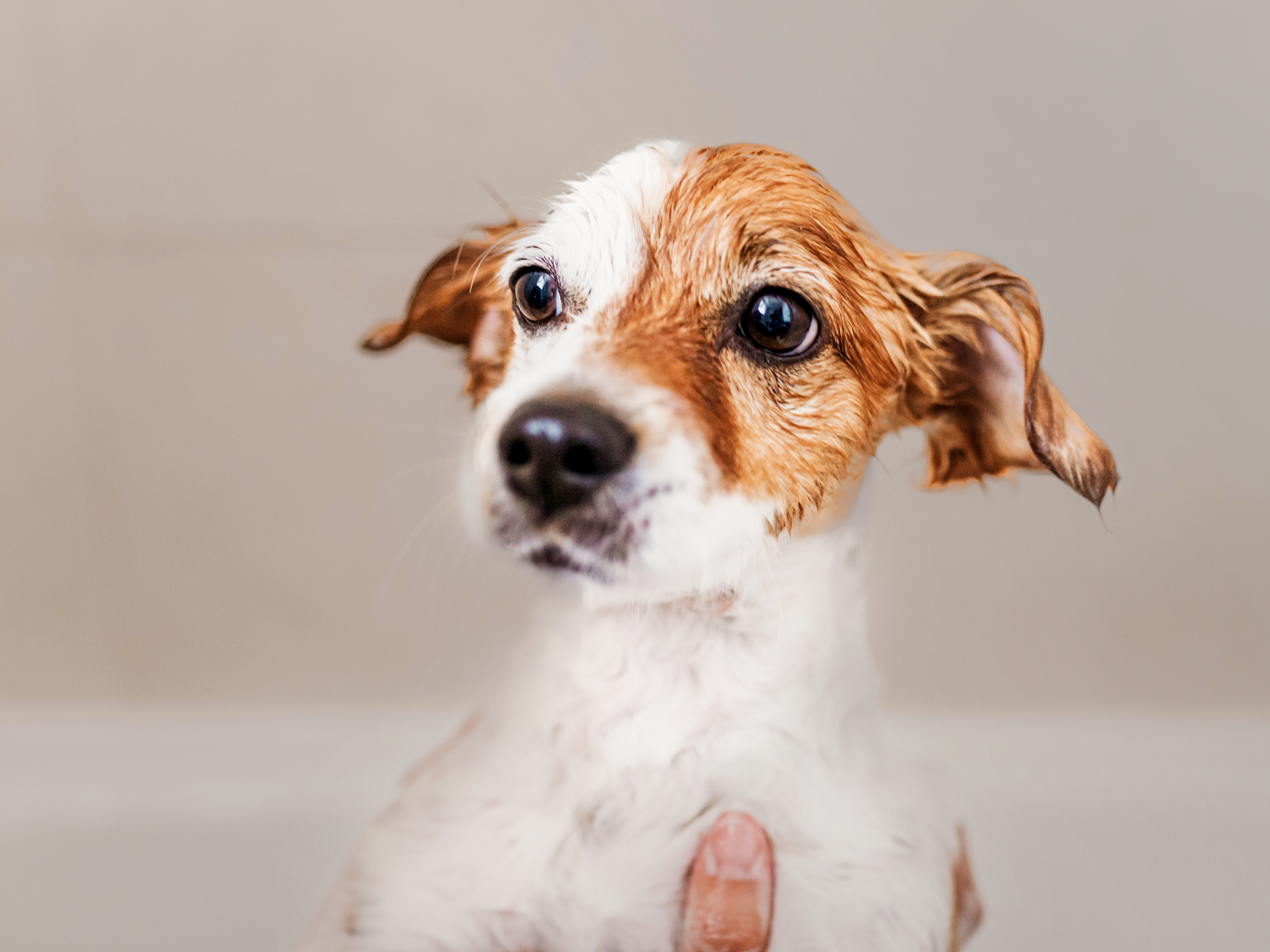 Jack Russell Terrier puppy having a bath
