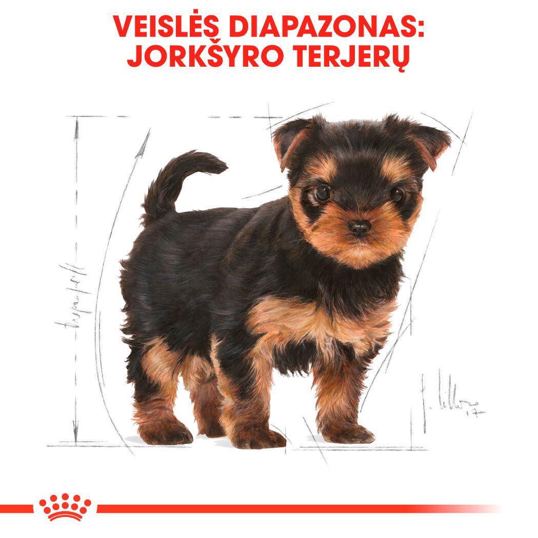 Yorkshire Terrier Puppy