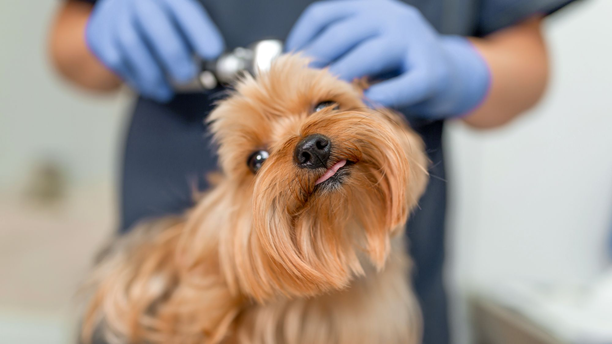 Yorkshire Terrier with a vet
