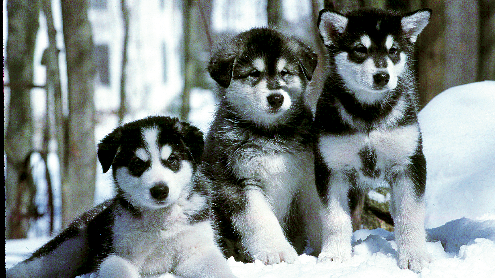 Three Alaskan Malamute puppies sat together in the snow
