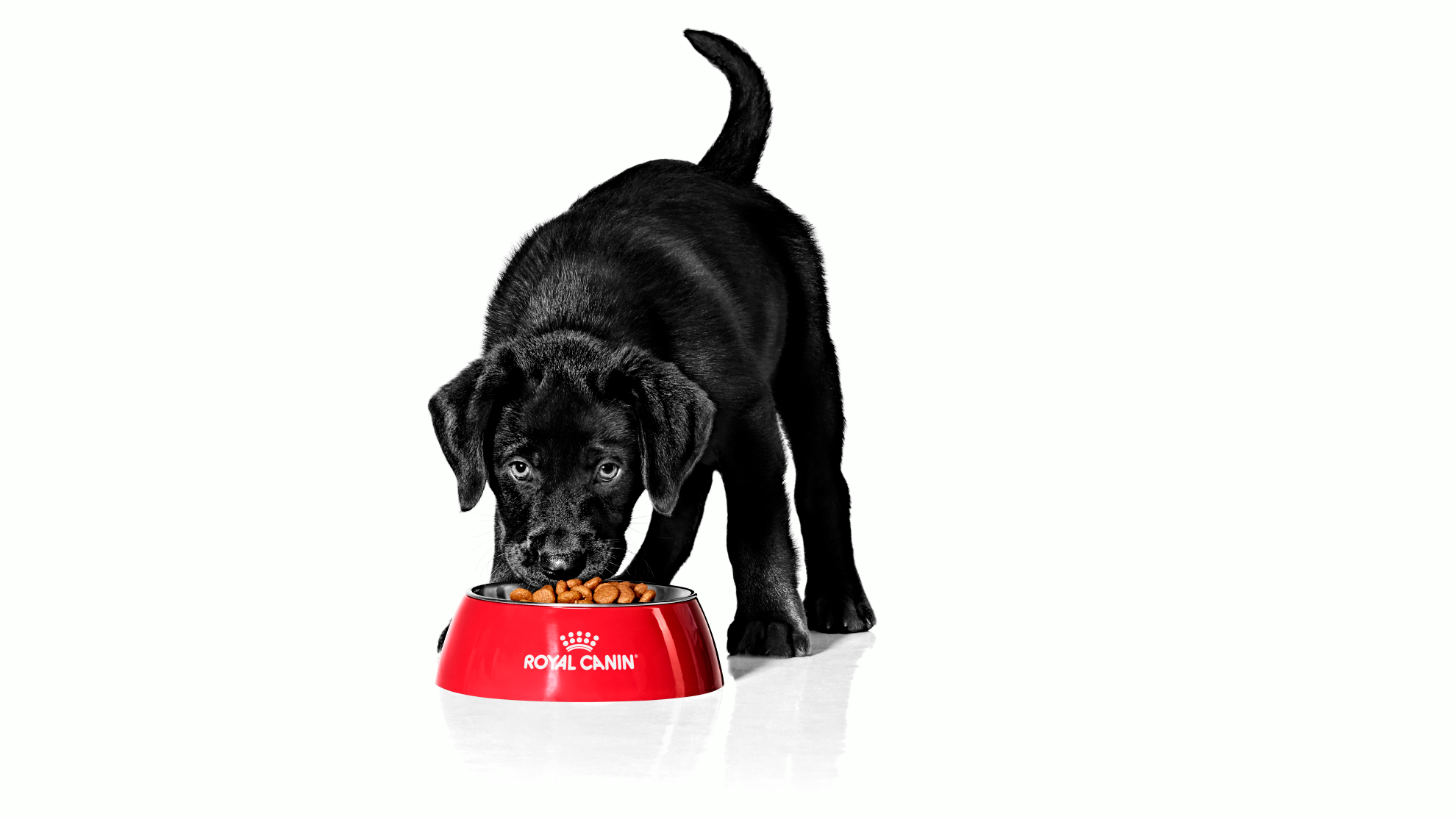 Labrador puppy black and white eating from red bowl