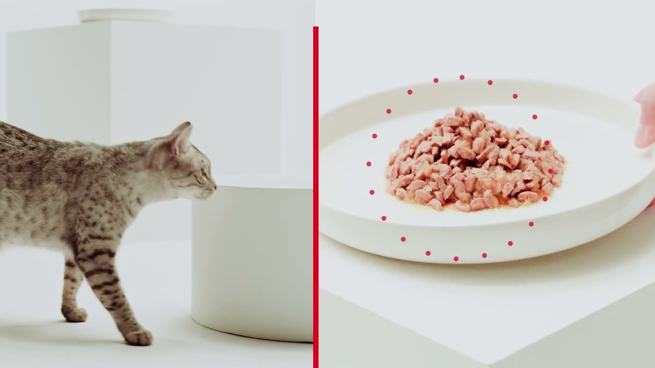 Royal Canin Sensory Cat Food