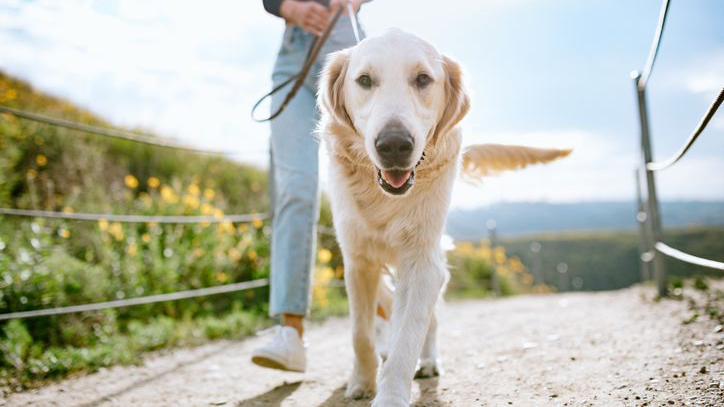 golden retriever marchant en laisse