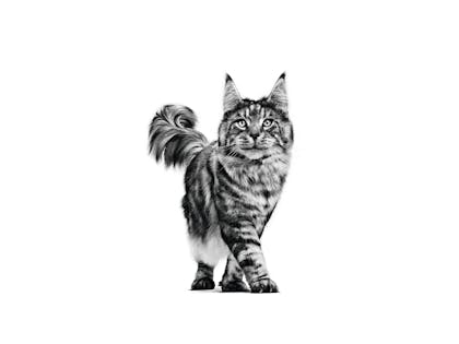 MAINE COON ADULT - VET VHN EMBLEMATIC