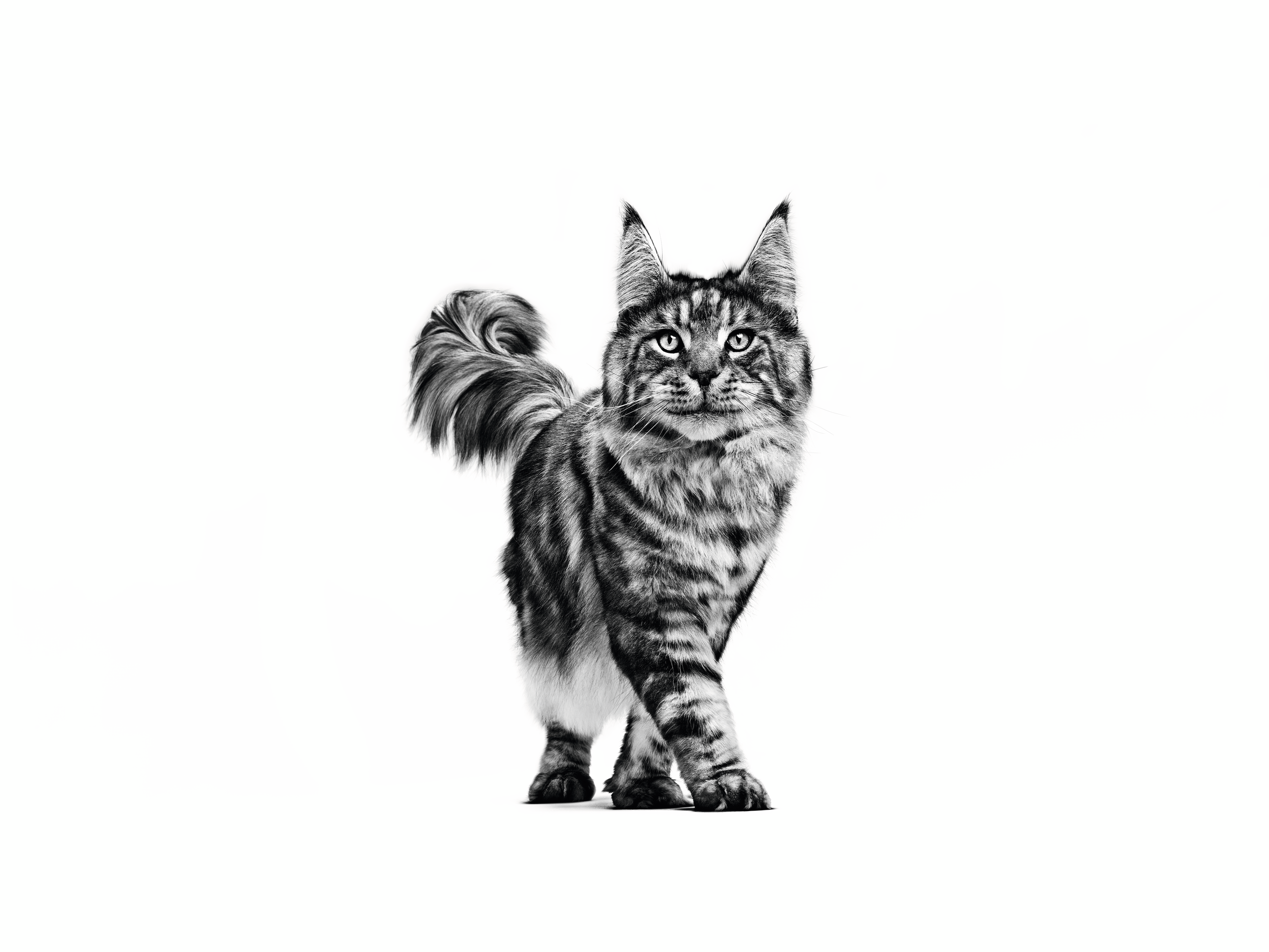 maine coon adult