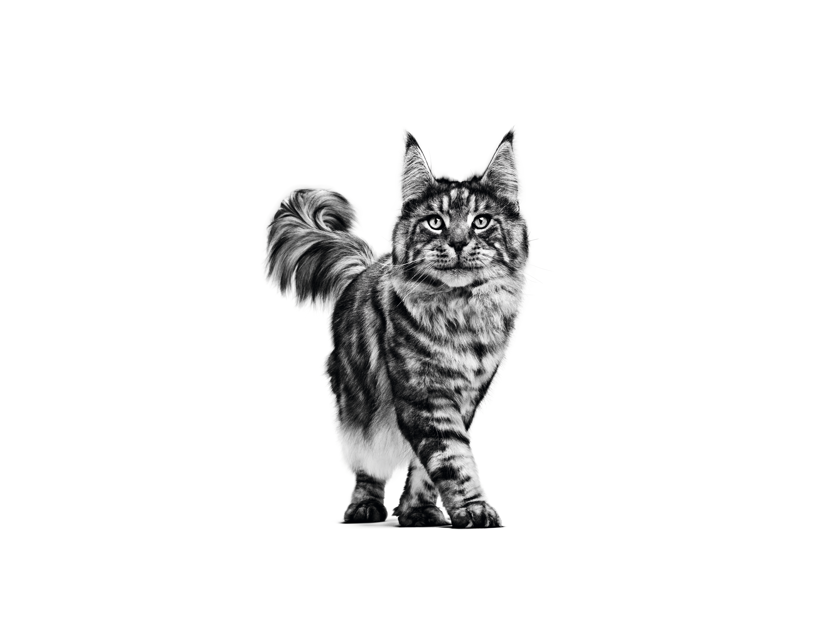 Czarno- biała ilustracja, przedstawiająca dorosłego kota rasy maine coon stojący na białym tle