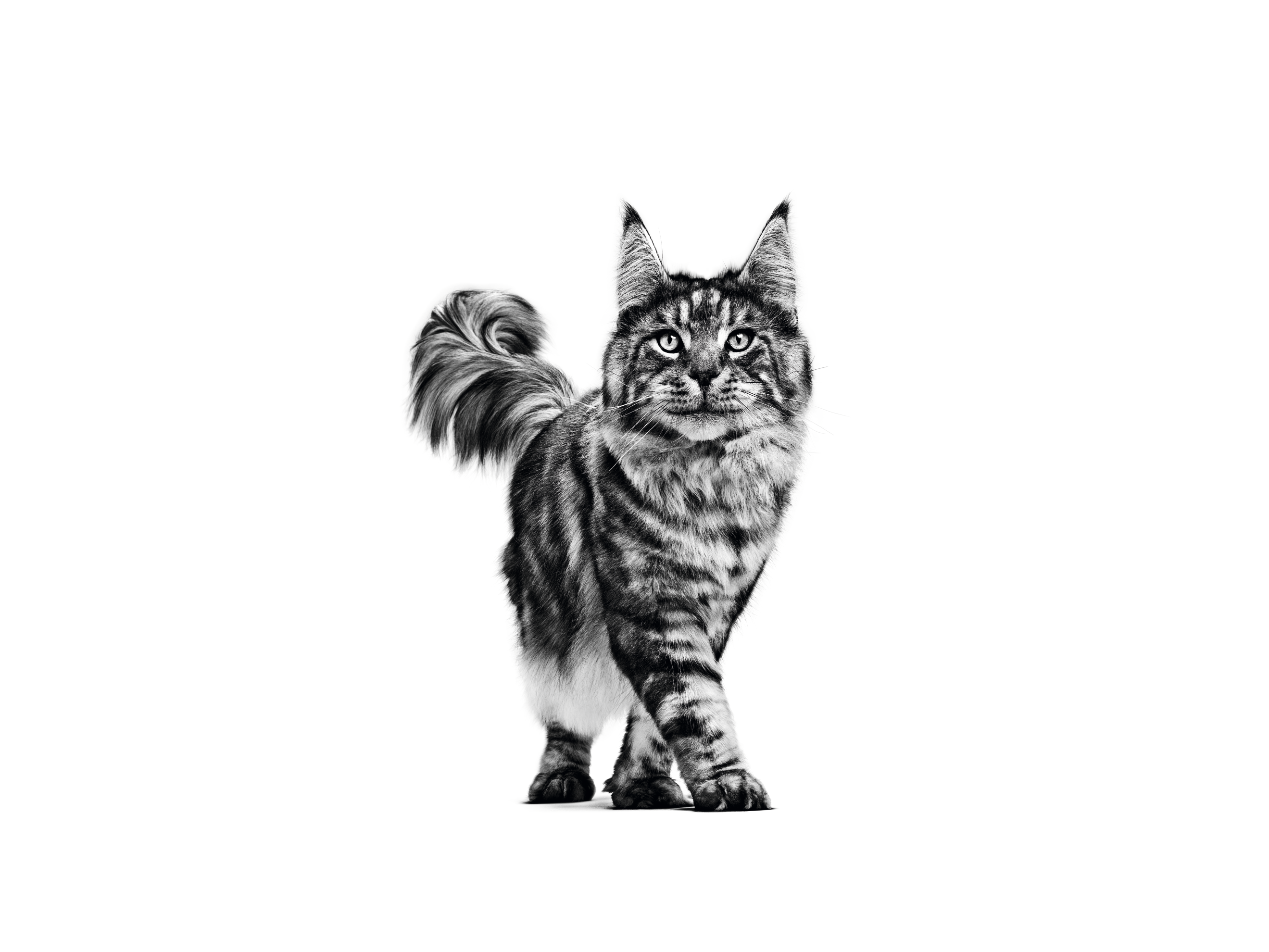  Maine Coon adult standing in black and white on a white background 