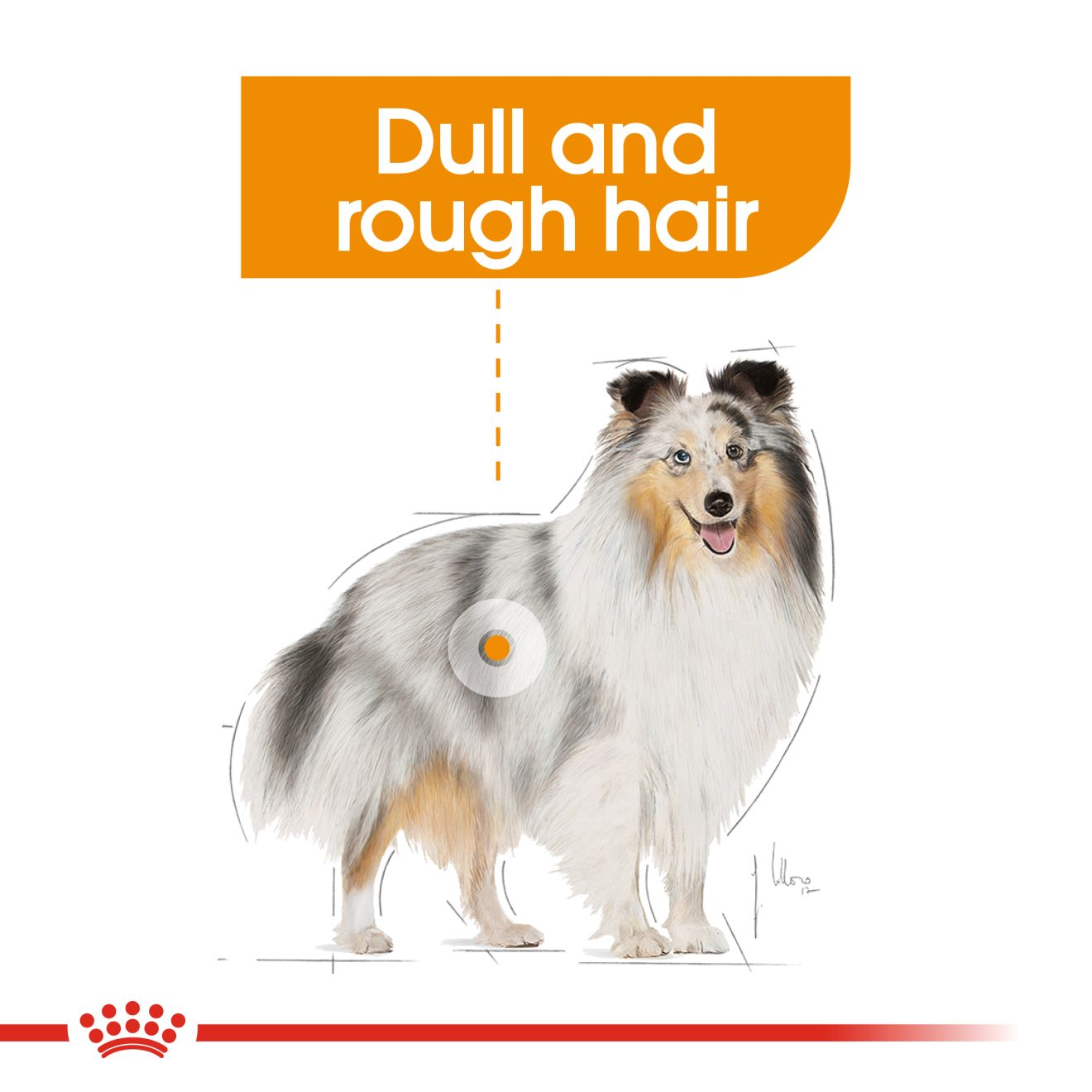 Coat Care Royal Canin AU