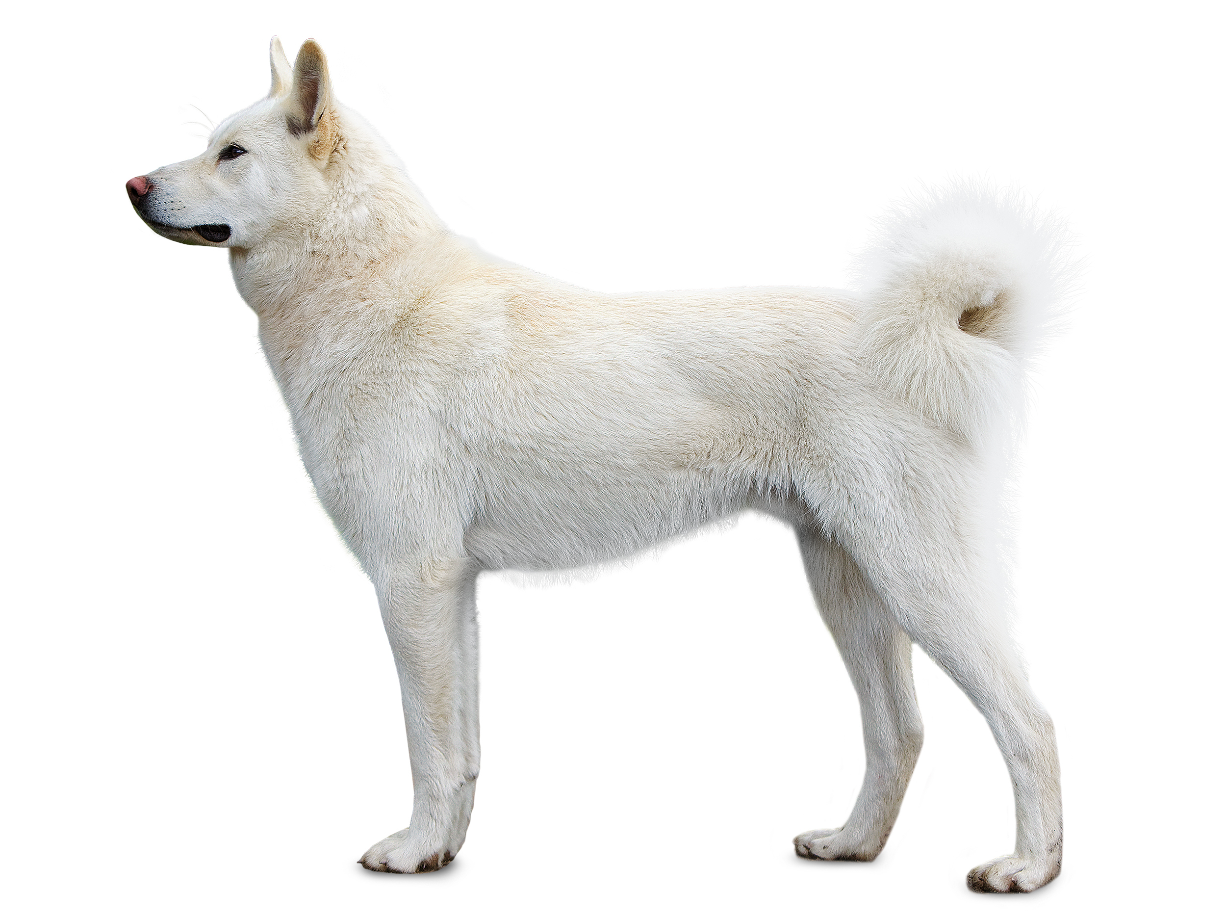 East Siberian Laika adult standing black and white