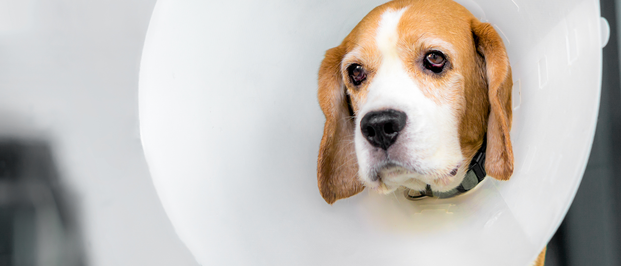 Dog Beagle sitting with a white head cone on his head.