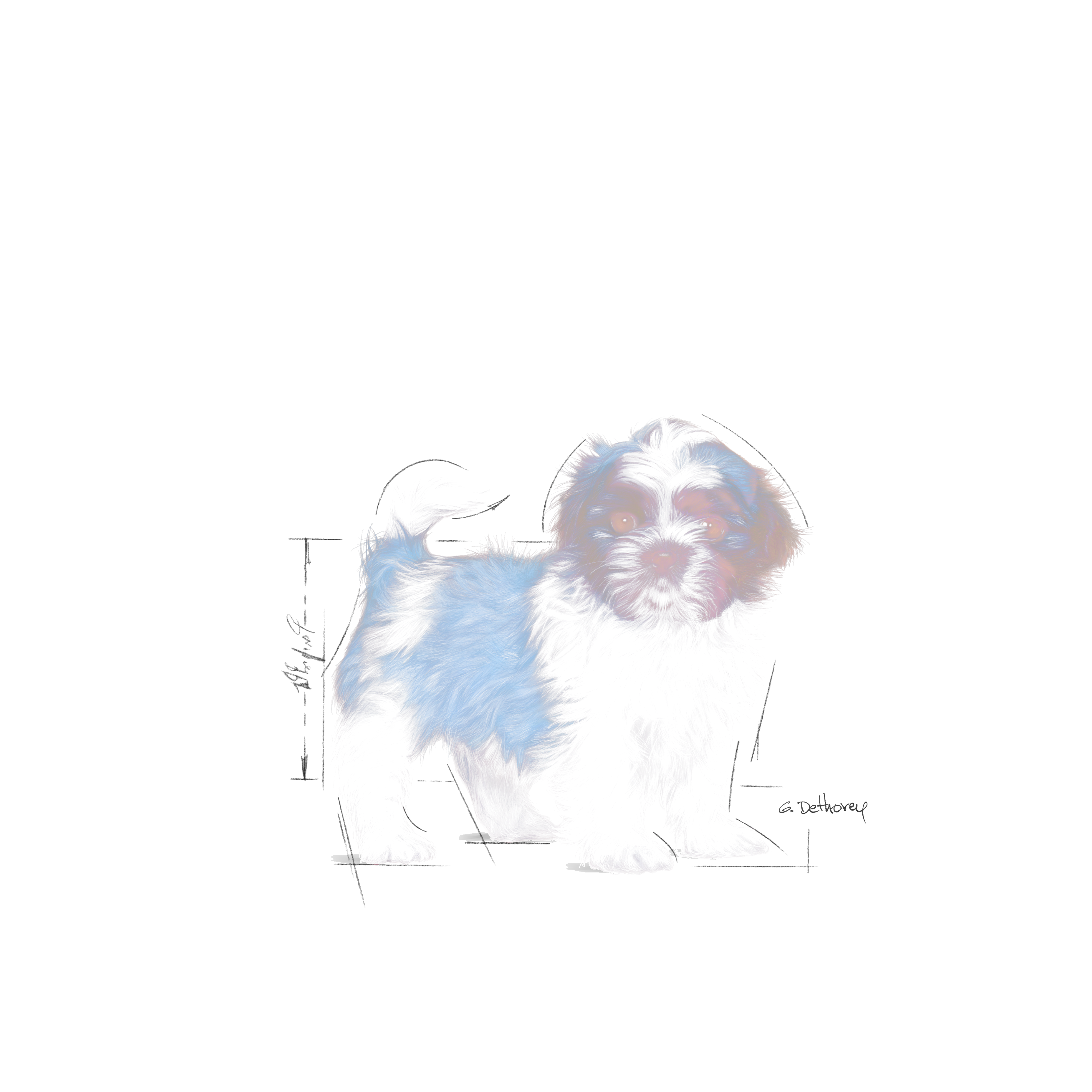 Shih Tzu Puppy Kering Royal Canin