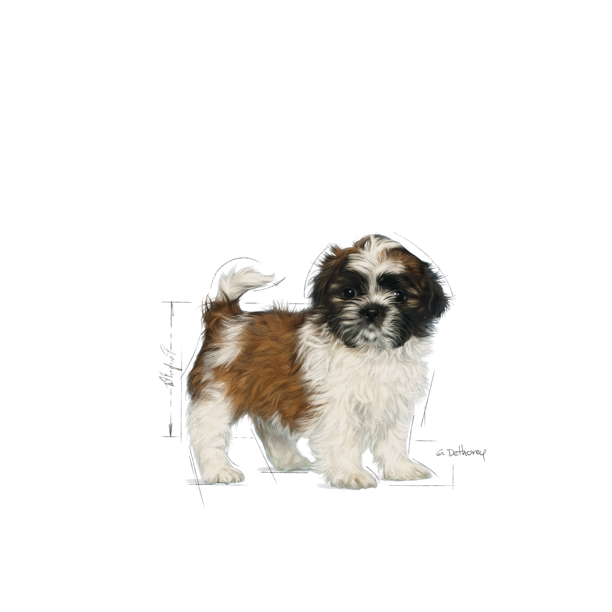 Royal canin shih sales tzu feeding guide