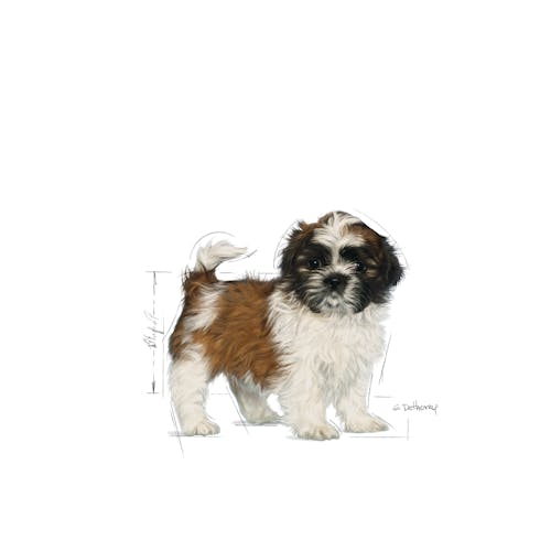 Shih Tzu Puppy