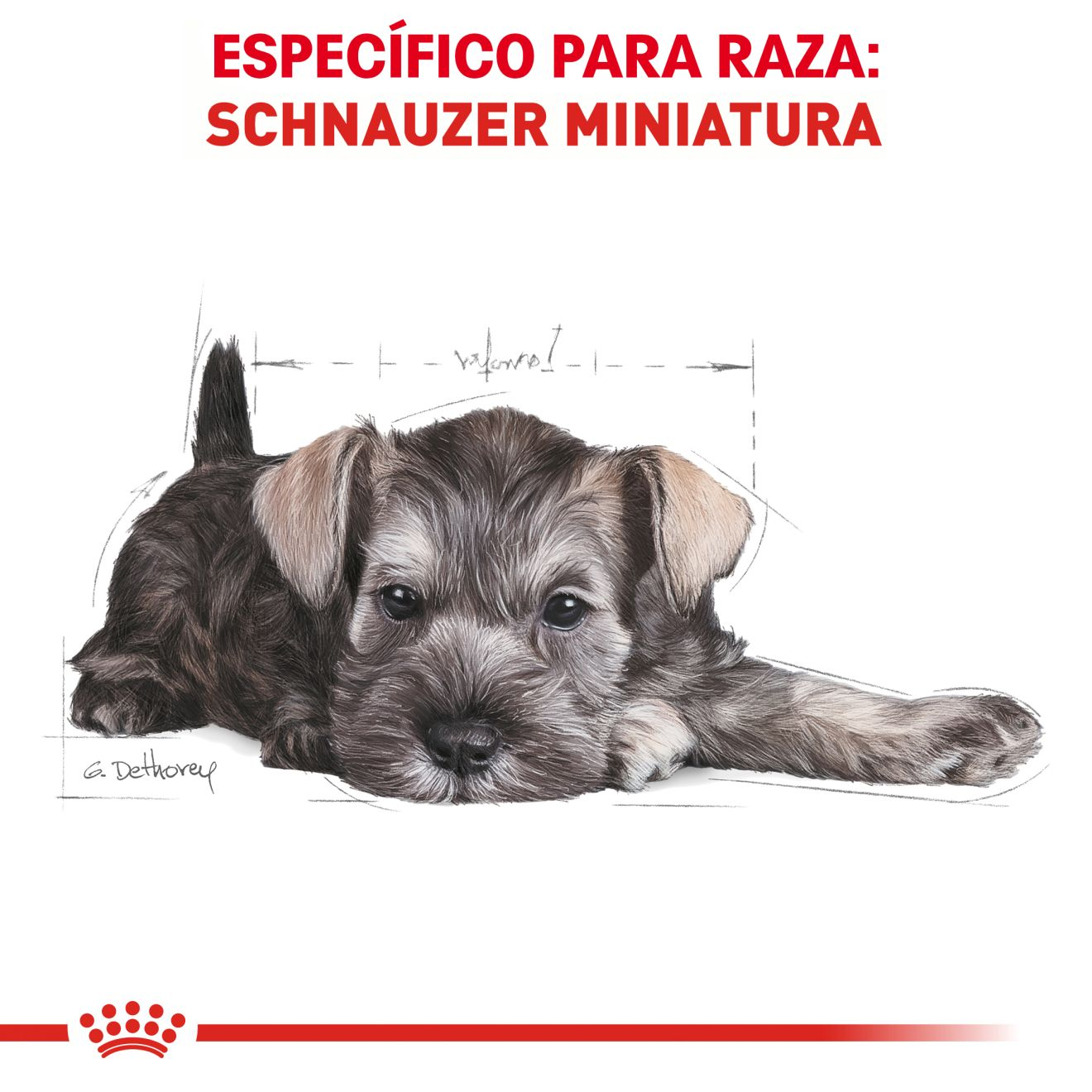 Schnauzer Miniatura Cachorro