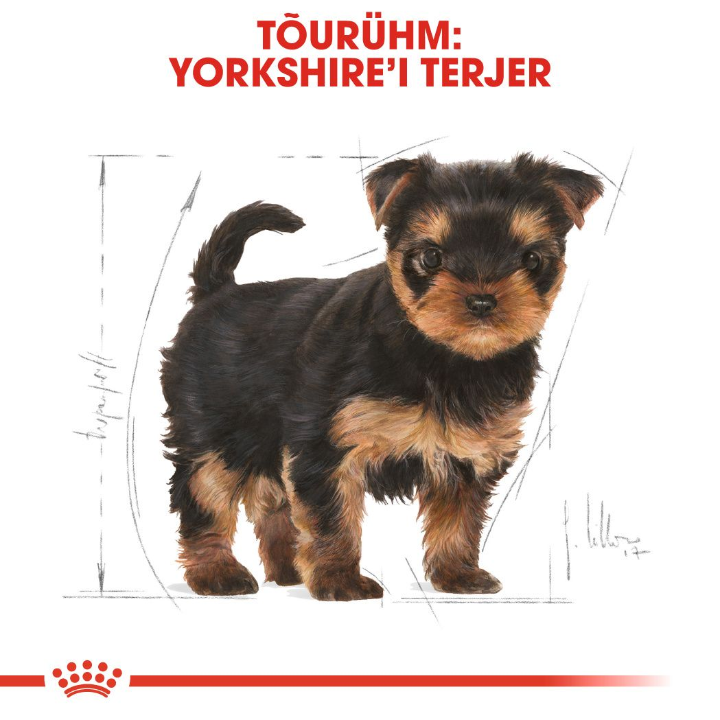 Royal Canin Yorkshire Terrier Puppy kuivtoit