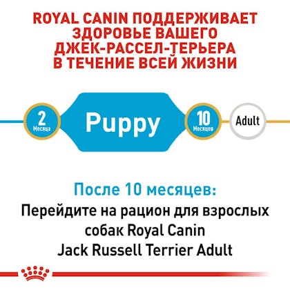 RC-BHN-PuppyJackRussell_2-RU.jpg