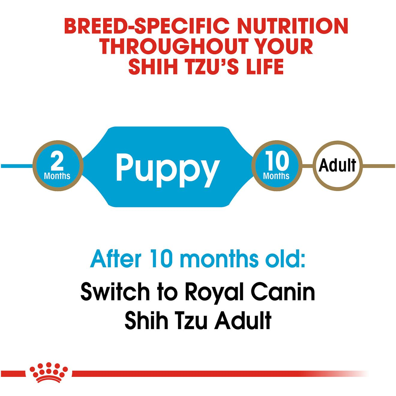 Shih tzu puppy outlet food amount