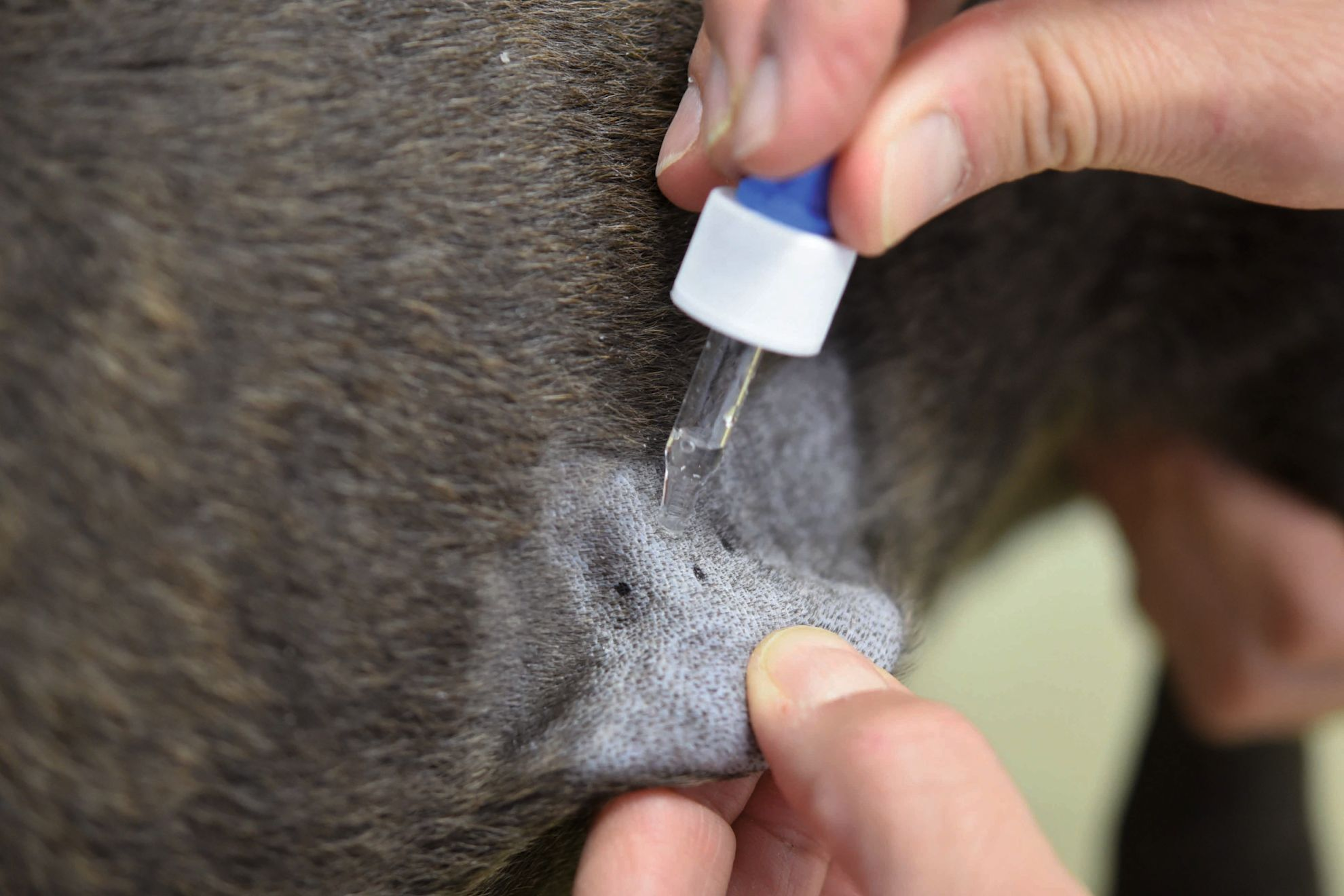Performing a skin prick test in an atopic dog for the house dust mite allergen Dermatophagoides farina. This can be done without sedation, with the dog in a standing position and the flank shaved as for an IDT. (a) One drop of the environmental allergen is applied to the skin.