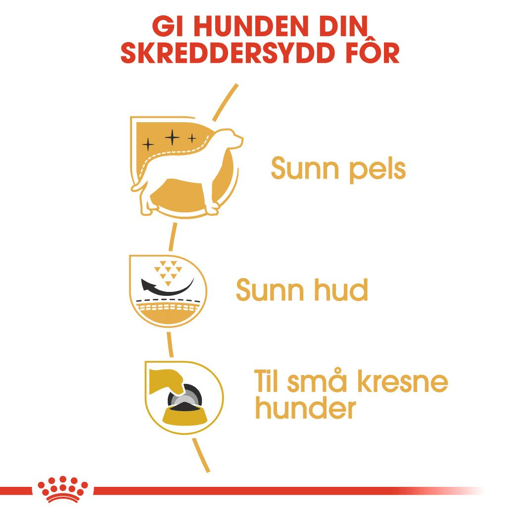 West Highland White Terrier Adult