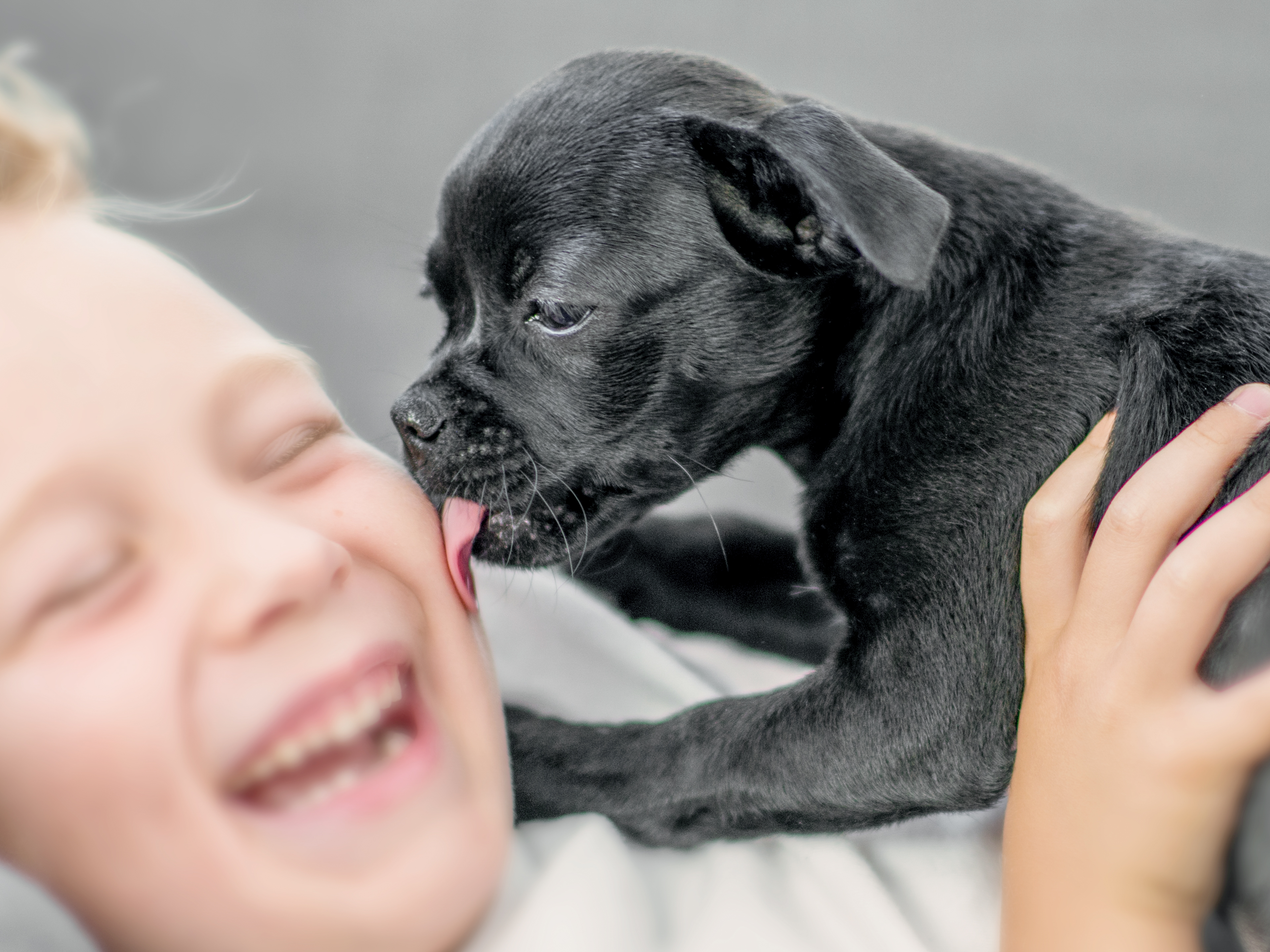 Anak anjing hitam yang sedang menjilat wajah anak laki-laki