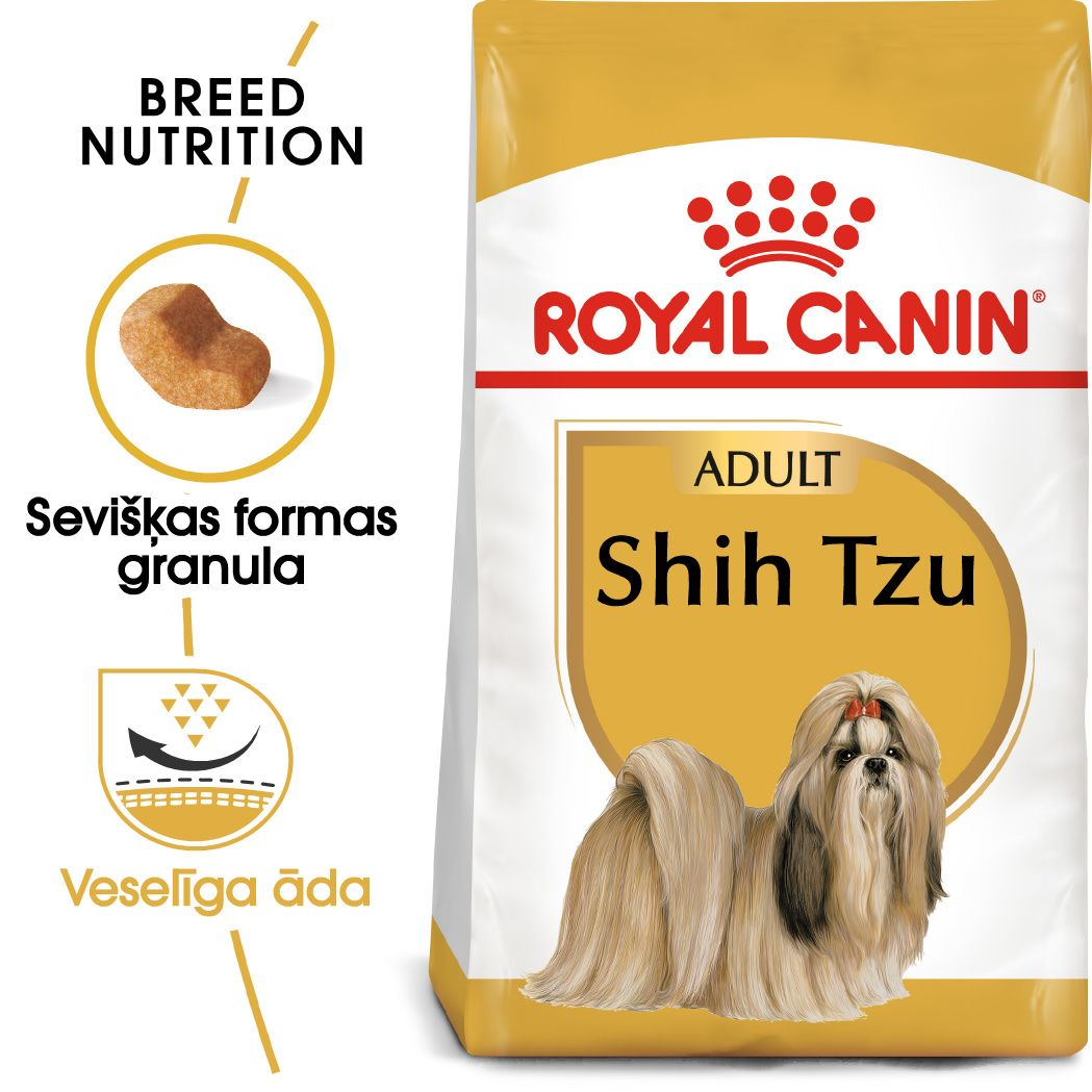 Shih Tzu Adult
